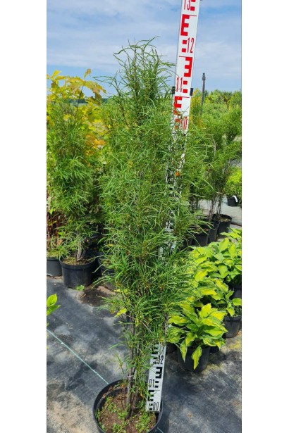 Крушина вільховидна Рон Вільямс - 7,5л/вис.100-110см/Ø25-35см